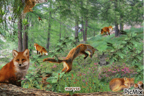 les renards - Darmowy animowany GIF