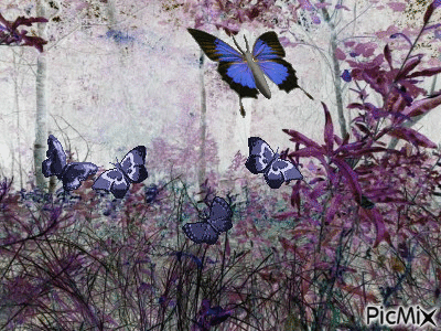 Butterflies - Animovaný GIF zadarmo
