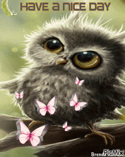 OWL - Gratis animerad GIF