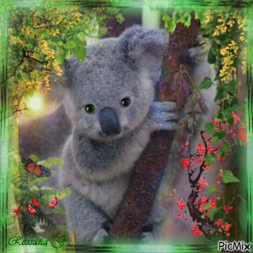 koala sur l'arbre - Gratis geanimeerde GIF