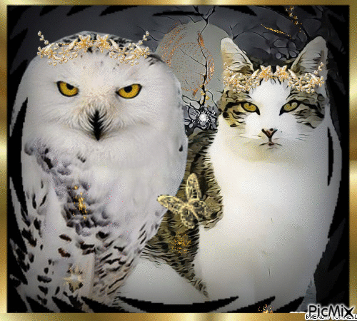 OWL AND CAT - GIF animado grátis