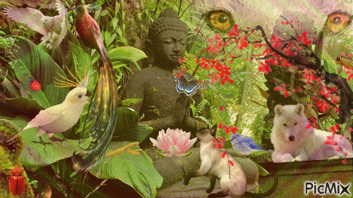 compassion du bouddha... - GIF animé gratuit