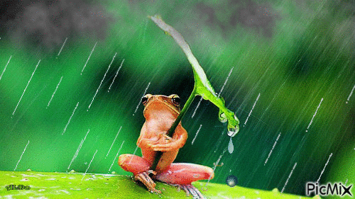 frog - Gratis animeret GIF