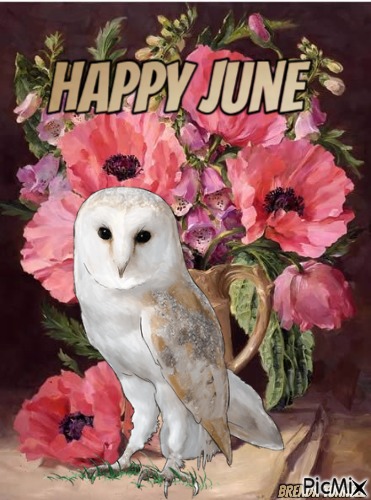 June owl - zdarma png