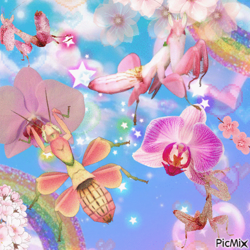 orchid mantis!!! - GIF animé gratuit