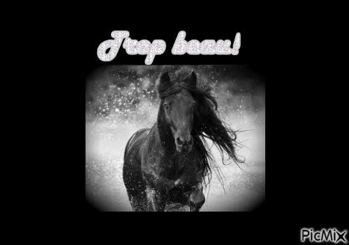 HORSE - 免费动画 GIF
