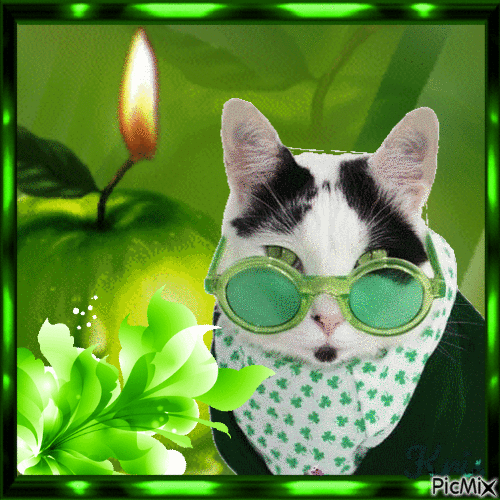 Funny cats ( - Free animated GIF - PicMix