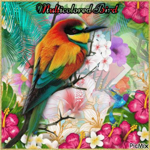 Concours : Oiseau multicolore - Gratis geanimeerde GIF