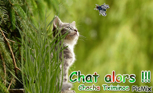 Chat alors - Free animated GIF