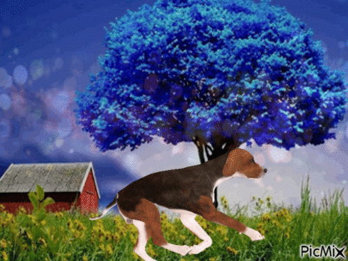 taking the dog a run in the park - Kostenlose animierte GIFs