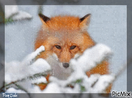 Fox in Snow - GIF animasi gratis