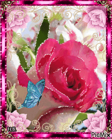 White and pink rose. - Gratis animerad GIF