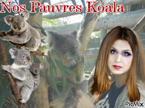 koala - GIF animé gratuit