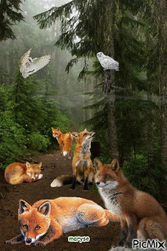the fox - Бесплатный анимированный гифка