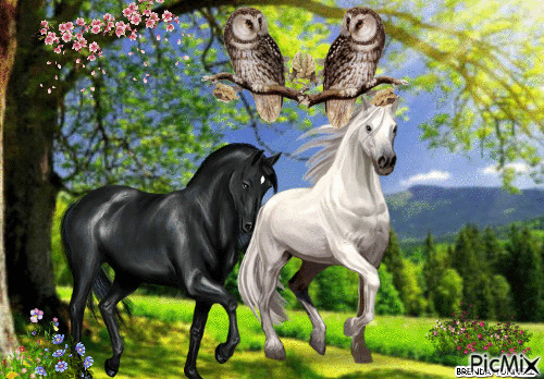 OWL / HORSES - Free animated GIF