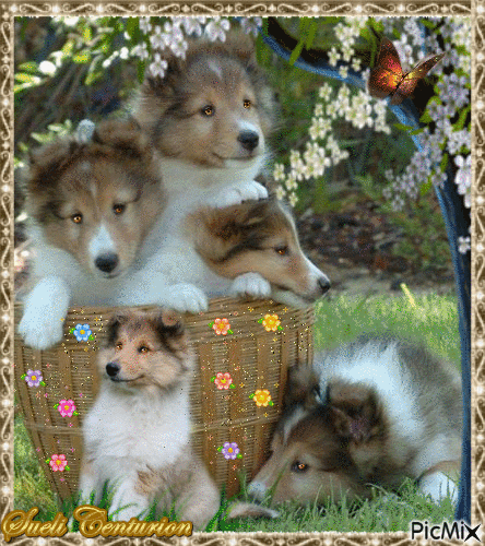 Um cão e seus filhotes - Gratis geanimeerde GIF