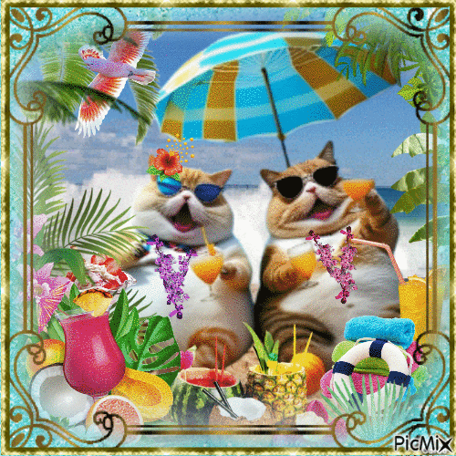 Summer Cat 1 - Δωρεάν κινούμενο GIF