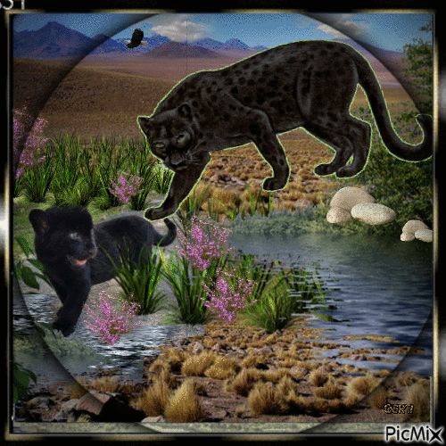 czarna pantera na wolności - Nemokamas animacinis gif
