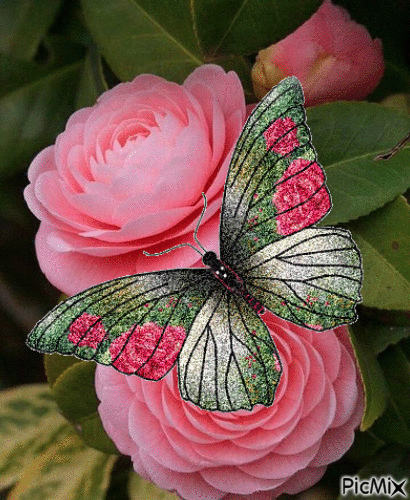 roses et papillon - GIF animado gratis