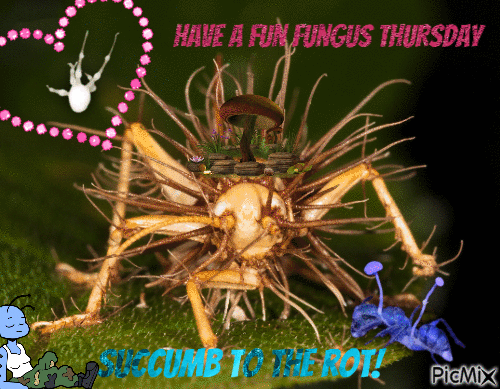 Fun Fungus Thursday! - Безплатен анимиран GIF