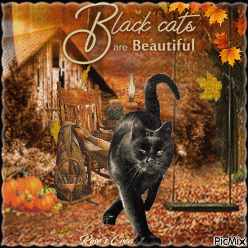 Concours : Le chat noir - 免费动画 GIF