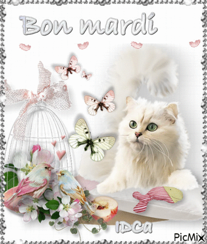 Bon mardi les chatons - Бесплатный анимированный гифка