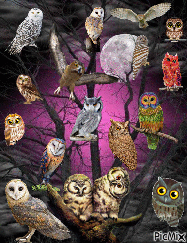 Owl Tree - Darmowy animowany GIF