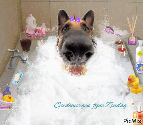 'goodmorning dog bath - GIF เคลื่อนไหวฟรี