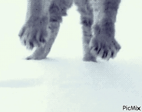 neige de chat - Zdarma animovaný GIF