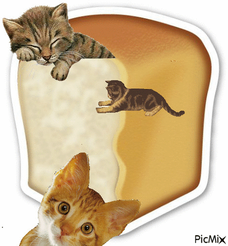 Gatos en el pan - Бесплатный анимированный гифка
