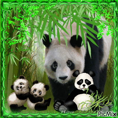 Panda - Ücretsiz animasyonlu GIF