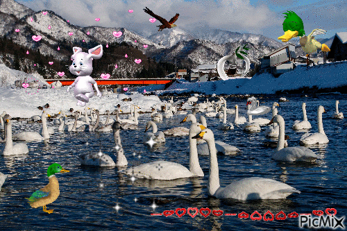 Swan - R3.11.21 - Безплатен анимиран GIF