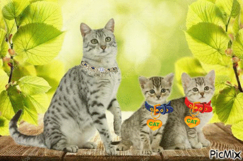 chatte et ses  chatons - Безплатен анимиран GIF