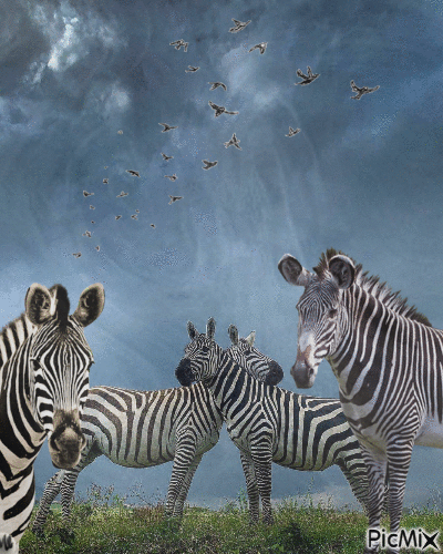 Cuatro cebras - Free animated GIF