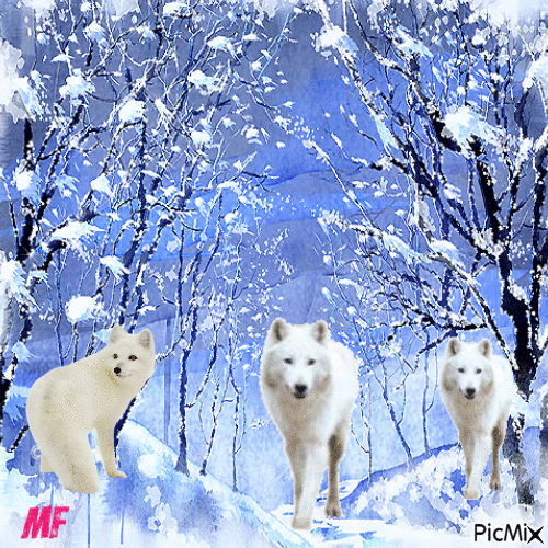 les loups blancs - Zdarma animovaný GIF