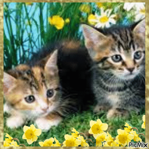 Chat dans les fleurs - GIF animasi gratis