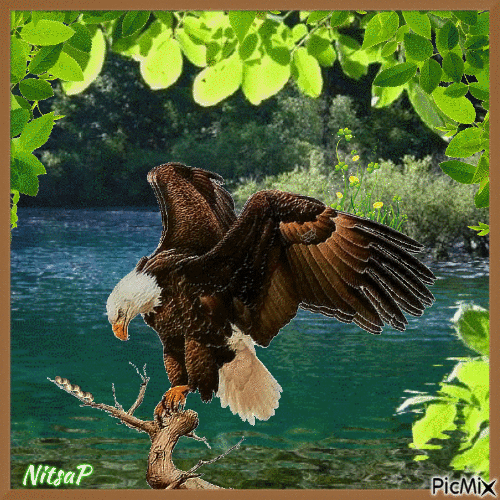 A proud eagle - Free animated GIF