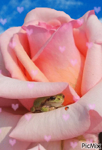 trandafir - GIF animé gratuit