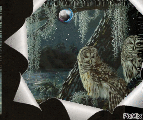 Chouette dans la nuit - Ücretsiz animasyonlu GIF