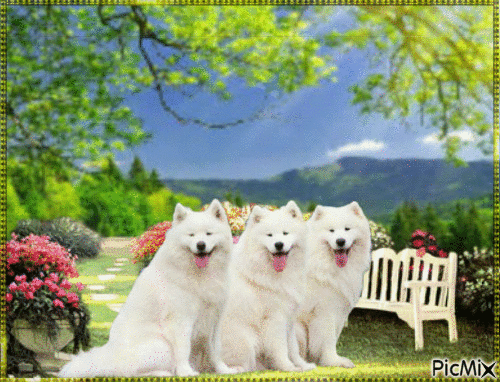 Amazing dogs - Nemokamas animacinis gif