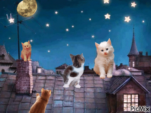 Cats - GIF animado gratis
