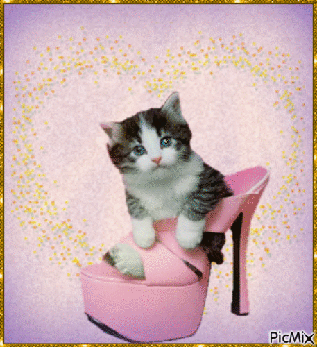 Kitten - 無料のアニメーション GIF