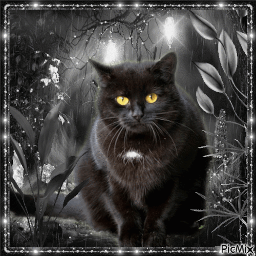 Porträt einer schwarzen Katze - Nemokamas animacinis gif