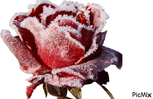 лежала роза на снегу - Δωρεάν κινούμενο GIF