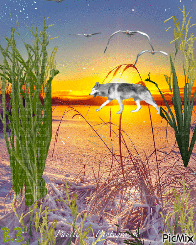 Loup solitaire - Darmowy animowany GIF