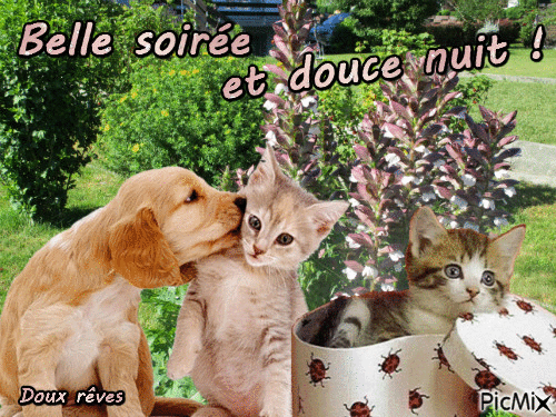 Chien et chats - Free animated GIF