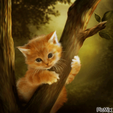 Kitten - Kostenlose animierte GIFs