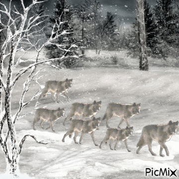 вълк - Ingyenes animált GIF