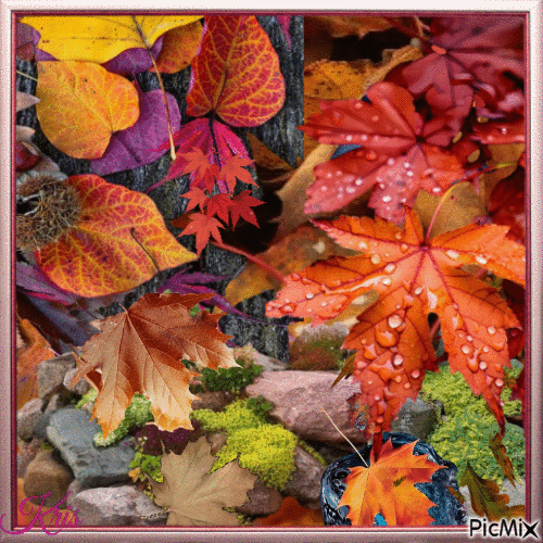 Feuilles et pierres - Free animated GIF