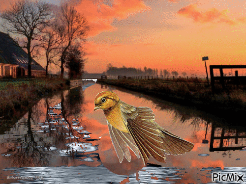 vogel sloot en schemer - Darmowy animowany GIF